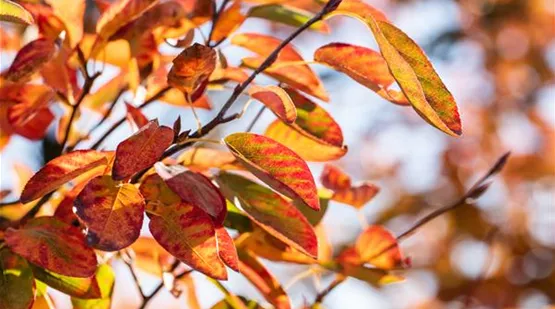 Herbstfärbung (GS636272.jpg)