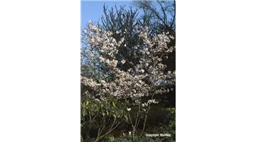 Prunus subhirtella.jpg