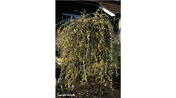 Salix caprea 'Pendula'.jpg