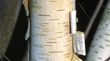 Betula utilis subsp. jacquemontii.jpg